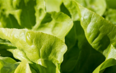 Lettuce’s trademark twist: unveiling the mesmerizing morphology of leafy legends