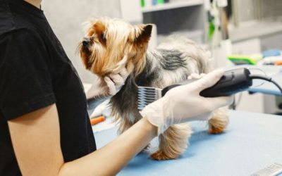 Dog groomers take their copyright clash to the High Court