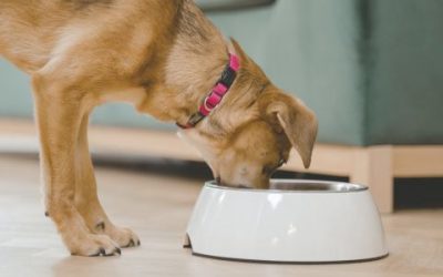 DoggyMan Co. safeguards brand in Russian pet market