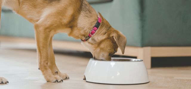 DoggyMan Co. safeguards brand in Russian pet market